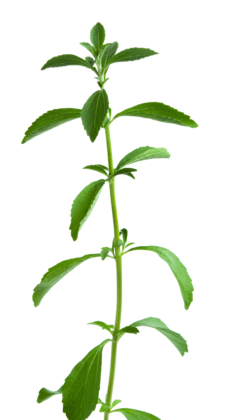 leaf element
