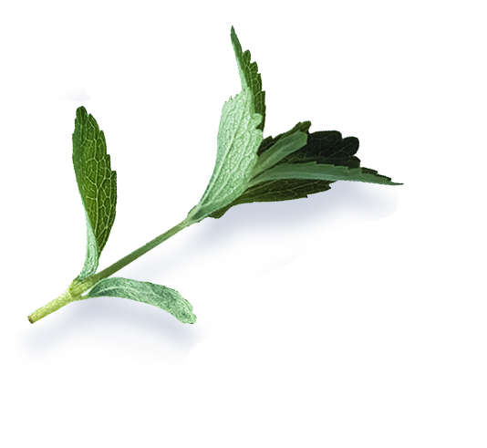 leaf deco