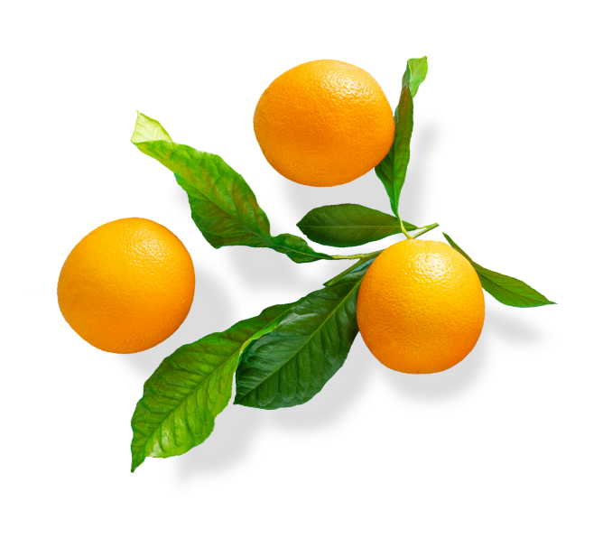 orange tree