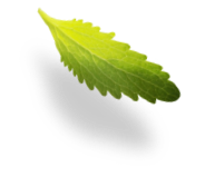mini leaf