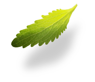 leaf image