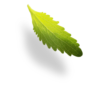 leaf image