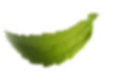 leaf image