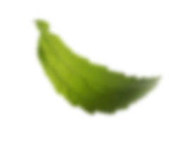 leaf image
