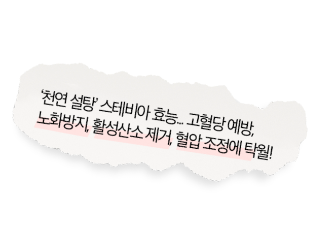 천연설탕 스테비아 효능... 고혈당 예방, 노화방지, 활성산소 제거, 혈압 조정에 탁월!